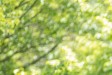 Botanická zahrada se v červnu opět promění v malé Japonsko