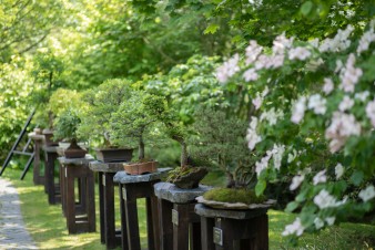 Botanická zahrada se v červnu opět promění v malé Japonsko