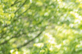 Botanická zahrada se v červnu opět promění v malé Japonsko