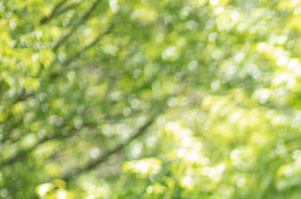 Botanická zahrada se v červnu opět promění v malé Japonsko