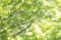 Botanická zahrada se v červnu opět promění v malé Japonsko